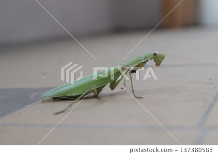 A carnivorous mantis insect with damaged forelegs. A carnivorous mantis insect with damaged forelegs. 137380583