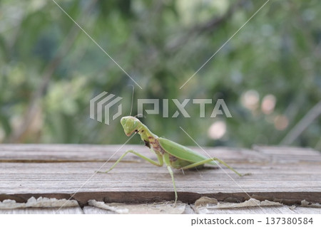 A carnivorous mantis insect with damaged forelegs. A carnivorous mantis insect with damaged forelegs. 137380584