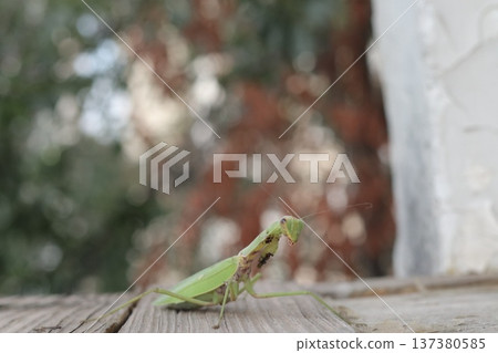 A carnivorous mantis insect with damaged forelegs. A carnivorous mantis insect with damaged forelegs. 137380585