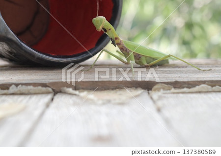 A carnivorous mantis insect with damaged forelegs. A carnivorous mantis insect with damaged forelegs. 137380589