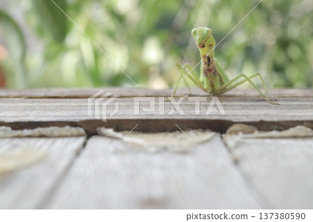A carnivorous mantis insect with damaged forelegs. A carnivorous mantis insect with damaged forelegs. 137380590