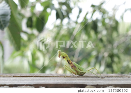 A carnivorous mantis insect with damaged forelegs. A carnivorous mantis insect with damaged forelegs. 137380592
