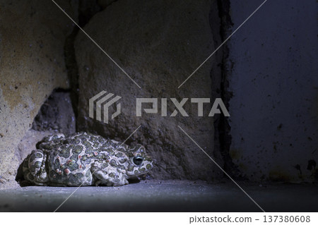 Pelobates fuscus is a beautiful frog. 137380608