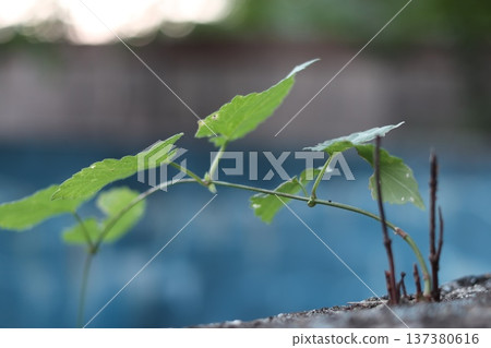 A young plant shoot grown on concrete. A young plant shoot grown on concrete. 137380616