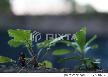 A young plant shoot grown on concrete. A young plant shoot grown on concrete. 137380617