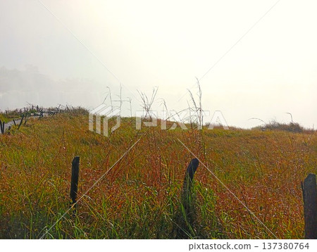 The mist of Victoria Falls seen from the grassland (Zimbabwe) 3 137380764