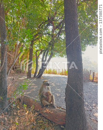 維多利亞瀑布（辛巴威）的野生猴子 137380771