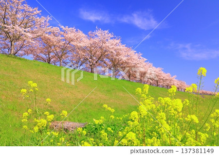 小野櫻堤走廊(兵庫縣小野市)櫻花樹和油菜花 小野櫻堤走廊(兵庫縣小野市)櫻花樹和油菜花 137381149