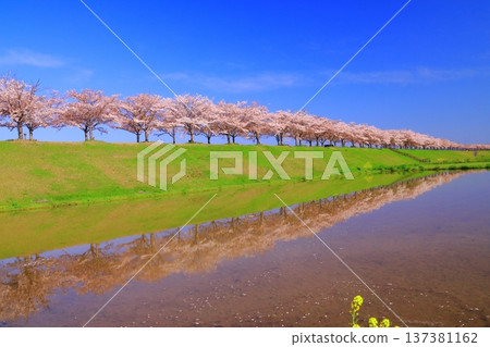 Ono Sakura Tsutsumi Corridor (Ono City, Hyogo Prefecture) Cherry blossom trees reflected on the water 137381162