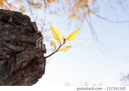 Small green leaves sprouting from rough tree trunk bark. Concept of new life and growth. Blue sky background with copy space 137381185