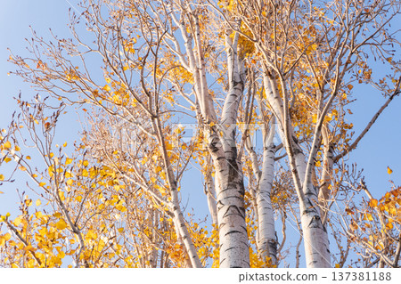 White birch trees with golden yellow leaves against blue sky. Low angle view of autumn forest nature background White birch trees with golden yellow leaves against blue sky. Low angle view of autumn forest nature background 137381188
