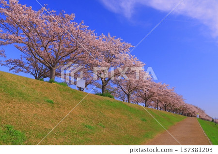 小野櫻堤走廊(兵庫縣小野市)櫻花大道 小野櫻堤走廊(兵庫縣小野市)櫻花大道 137381203