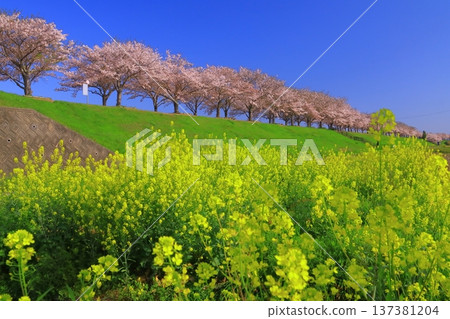 小野櫻堤走廊(兵庫縣小野市)櫻花樹和油菜花 小野櫻堤走廊(兵庫縣小野市)櫻花樹和油菜花 137381204