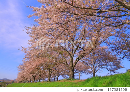 小野櫻堤走廊(兵庫縣小野市)櫻花大道 小野櫻堤走廊(兵庫縣小野市)櫻花大道 137381206