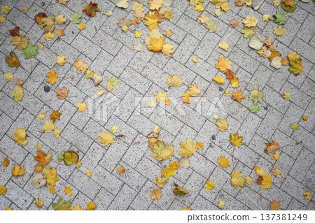 Dry yellow leaves are scattered across a stone pavement. 137381249
