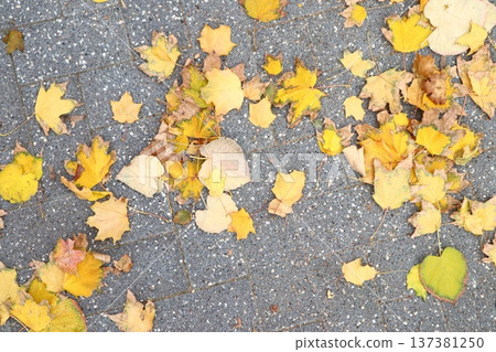 Dry yellow leaves are scattered across a stone pavement. 137381250
