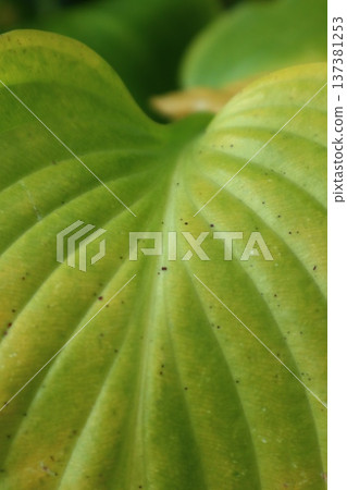 Abstract background of philodendron leaves. 137381253