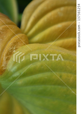 Abstract background of philodendron leaves. Abstract background of philodendron leaves. 137381254