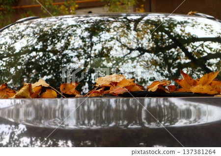 Dry autumn leaf lying on windshield of car. 137381264
