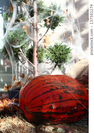 Decorating shop windows with pumpkin and straw. 137381274