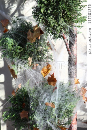 Tuya is decorated with artificial cobwebs. Tuya is decorated with artificial cobwebs. 137381276