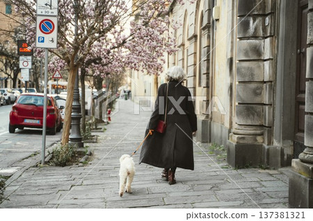 Woman walks her dog on a tree-lined sidewalk adorned with blooming flowers. Tranquil urban scene captures a serene moment as she strolls past parked cars and charming architecture. Part of series Woman walks her dog on a tree-lined sidewalk adorned with blooming flowers. Tranquil urban scene captures a serene moment as she strolls past parked cars and charming architecture. Part of series 137381321