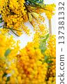 Mimosa bouquet 137381332