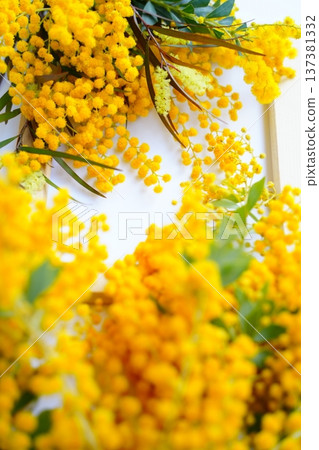 含羞草花束 137381332