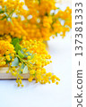 Mimosa Arrangement 137381333