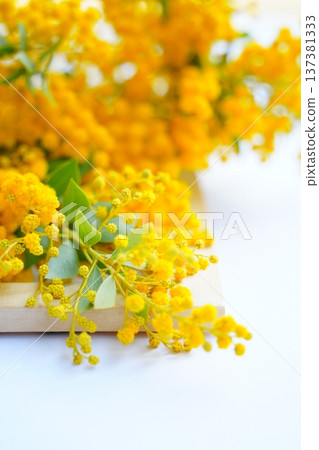 含羞草安排 137381333