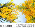 Mimosa flowers, background material 137381334