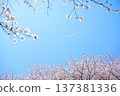 Blue sky and cherry blossoms and airplane clouds 137381336