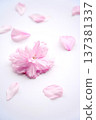 Double cherry blossom petal arrangement 137381337