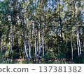 Scandinavian birch forest 137381382