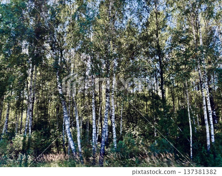 Scandinavian birch forest Scandinavian birch forest 137381382