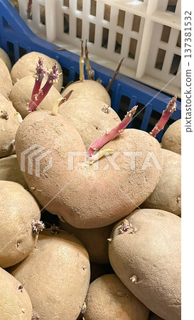 Heart shaped organic potato with pink sprouts in a blue crate. Concept of love for nature and farming. 137381532