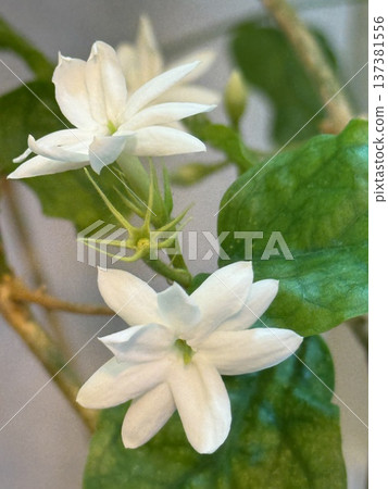 White jasmine flowers with green leaves, close-up view, could make an elegant background 137381556