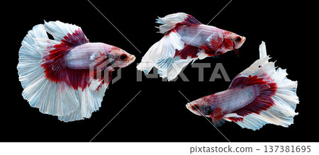 Red and white Siamese fighting fish Betta splendens isolated on black background showing flowing fins and elegant movement. Beautiful tropical aquarium fish with vibrant colors and ornamental fins 137381695