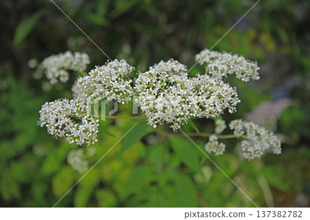 高山植物男兒花(Otokoeshi)開出整齊的小白花。 高山植物男兒花(Otokoeshi)開出整齊的小白花。 137382782