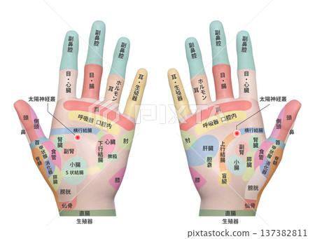 3D illustration of acupressure points on the palm of a woman's hands 3D illustration of acupressure points on the palm of a woman's hands 137382811