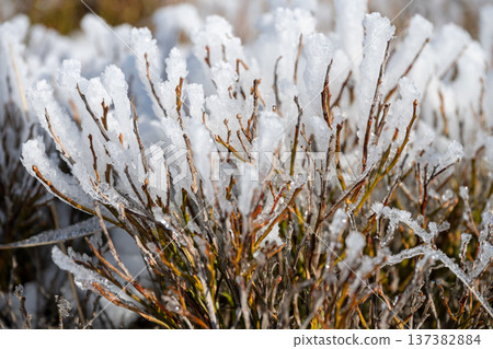 Frost covers bushes in a winter scene. The cold has formed ice crystals on the branches. This shows the impact of freezing temperatures on plant life. 137382884