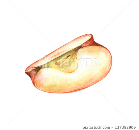 A quarter of a ripe red apple on an isolated background. Watercolor illustration of a piece of juicy fruit. Realistic botanical clipart for decorating cooking and harvesting themes by farmers. 137382909