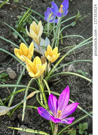 Colorful yellow and purple crocus flowers, spring bloom, close-up 137383024