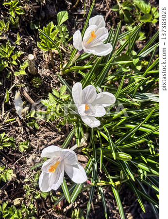 Fresh white crocus flowers, first spring bloom, close-up Fresh white crocus flowers, first spring bloom, close-up 137383028
