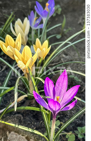 Colorful yellow and purple crocus flowers, spring bloom, close-up Colorful yellow and purple crocus flowers, spring bloom, close-up 137383030