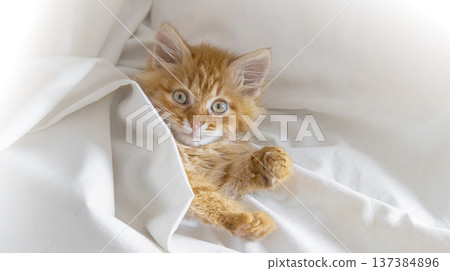 Cute ginger kitten lying comfortably in bed 137384896