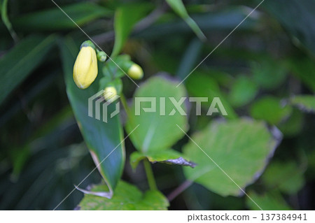 基倫格舒瑪,罕見的高山植物,開純黃色的花。 基倫格舒瑪,罕見的高山植物,開純黃色的花。 137384941