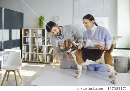 Veterinarian and nurse check beagle dog health during exam at modern clinic Veterinarian and nurse check beagle dog health during exam at modern clinic 137385171
