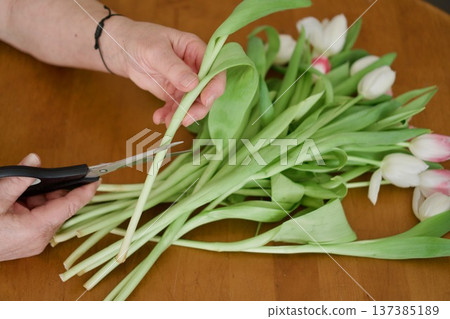 Woman's hands cutting tulip stems with scissors, florist preparing Woman's hands cutting tulip stems with scissors, florist preparing 137385189