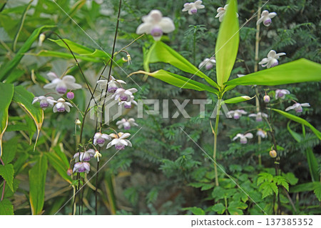 美麗的高山植物蓮華草被譽為森林仙子。 美麗的高山植物蓮華草被譽為森林仙子。 137385352
